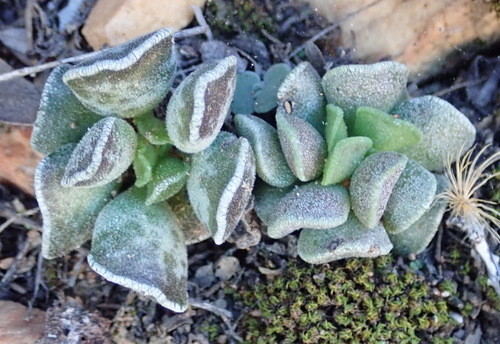 Adromischus cristatus