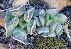 Adromischus cristatus