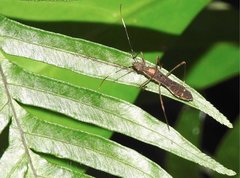 Marcius longirostris