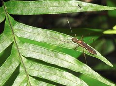 Marcius longirostris