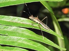 Marcius longirostris