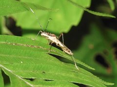 Marcius longirostris