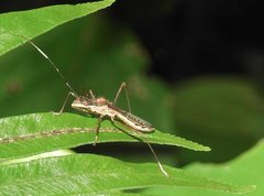 Marcius longirostris