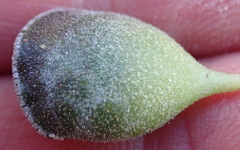 Adromischus cristatus