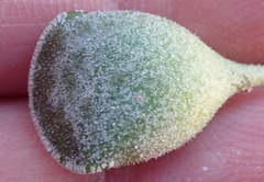 Adromischus cristatus