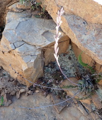 Adromischus cristatus