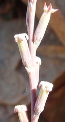 Adromischus cristatus