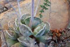 Adromischus cristatus