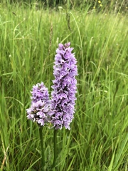 Dactylorhiza maculata