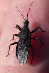 Coranus carbonarius