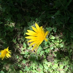 Arctotheca prostrata