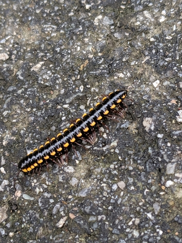 Anoplodesmus saussurii
