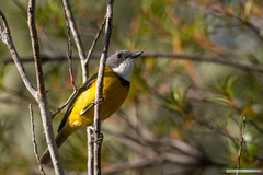 Pachycephala caledonica