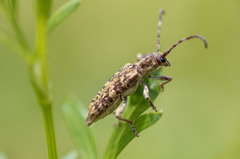 Pempsamacra dispersa