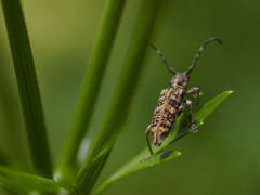 Pempsamacra dispersa