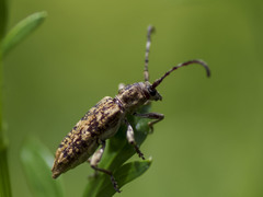 Pempsamacra dispersa