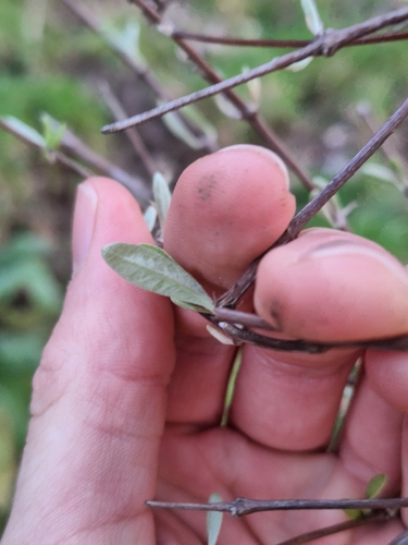 Image of Olearia hectorii by (c) Oscar Dove, some rights reserved (CC BY)