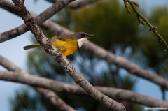 Pachycephala caledonica