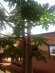 Angiospermae