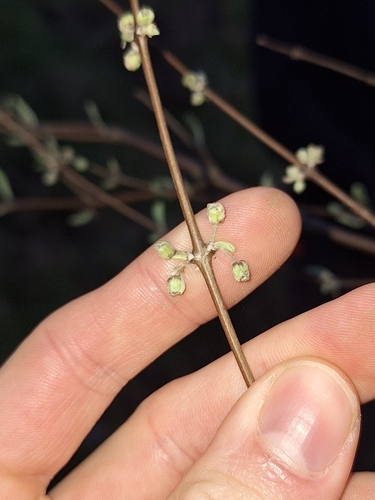 Image of Olearia hectorii by (c) Oscar Dove, some rights reserved (CC BY)