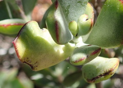 Cotyledon woodii