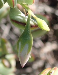 Cotyledon woodii