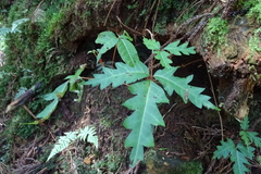 Toxicodendron orientale