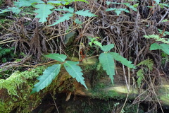 Toxicodendron orientale