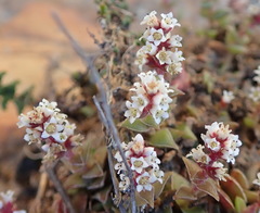 Crassula capitella thyrsiflora