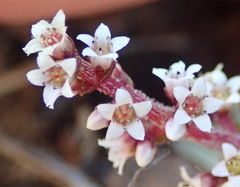 Crassula capitella thyrsiflora