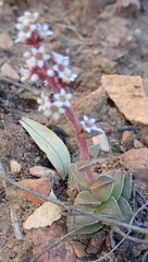 Crassula capitella thyrsiflora