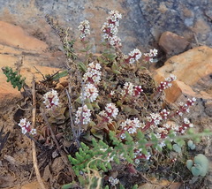 Crassula capitella thyrsiflora
