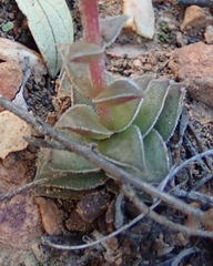 Crassula capitella thyrsiflora