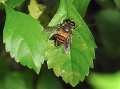 Mallota curvigaster