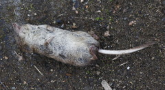 Sorex caecutiens