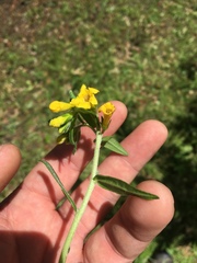 Lithospermum multiflorum