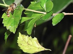 Mallota curvigaster