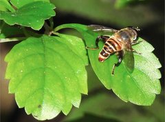 Mallota curvigaster