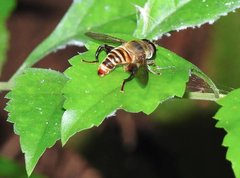 Mallota curvigaster