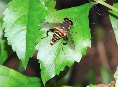 Mallota curvigaster