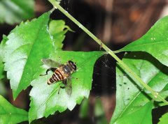 Mallota curvigaster