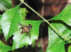 Mallota curvigaster