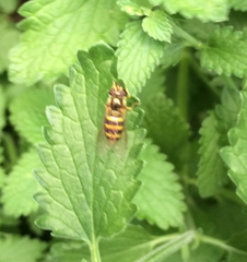 Metasyrphus