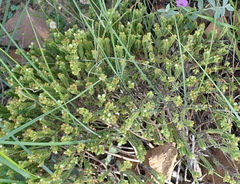 Crassula ericoides ericoides