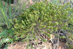 Crassula ericoides ericoides