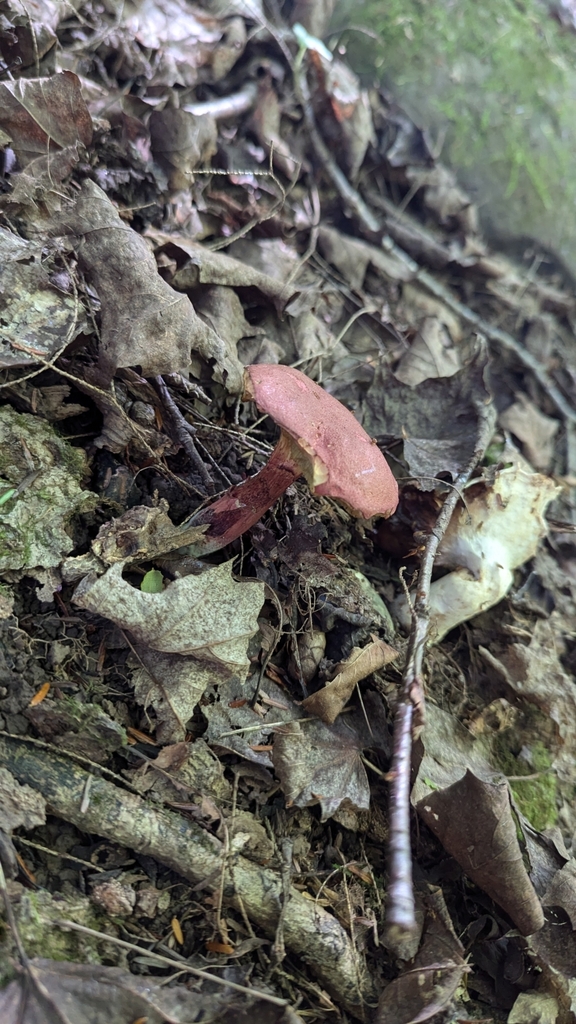 Xerocomellus sp. 'NB01'