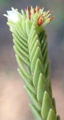 Crassula ericoides ericoides