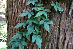 Tetrastigma obtectum glabrum