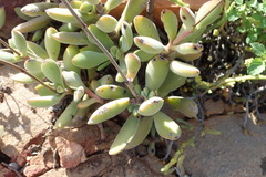 Crassula rogersii