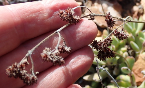 Crassula rogersii